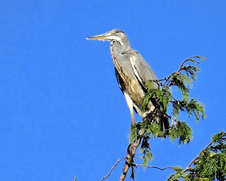 grey heron